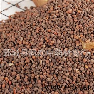 【急性子净货】@【同欢药材】中药材批发供应  规格齐全 量大从优  产地 河南省图2