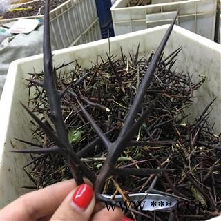 皂刺 大天丁 正品天丁 统 产地 四川省雅安市汉源县图3