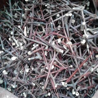 皂刺 大天丁 正品天丁 统 产地 四川省雅安市汉源县图2