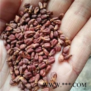 葡萄籽 葡萄籽 新货  产地 新疆维吾尔自治区图2