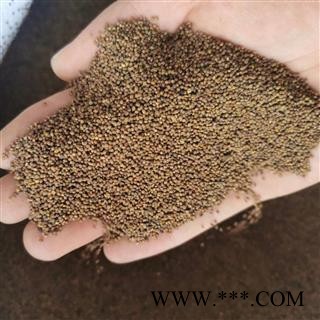 【菟丝子水洗选货】菟丝子 菟丝子水洗选货 诚信批发 优选品质 产地直供图2