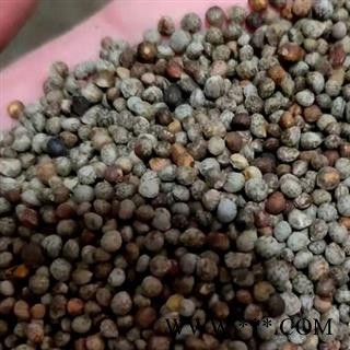中药材油酥子 紫苏子 地道药材 手工甄选干净无杂 颗粒饱满 无硫新货无添加 安国中药材批发零售大全图3