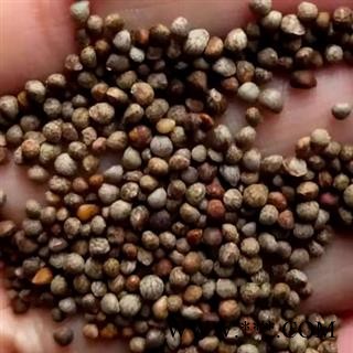中药材油酥子 紫苏子 地道药材 手工甄选干净无杂 颗粒饱满 无硫新货无添加 安国中药材批发零售大全图2