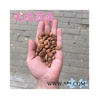 杏仁 苦杏仁统装 产地 河北省沧州市市辖区