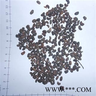 女贞子 鸡腰形 产地 重庆市县图2