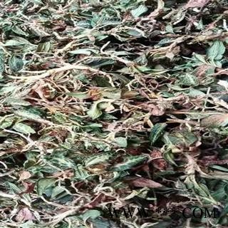 瑞森药材行斑叶兰 小叶青 银线莲 小青图2