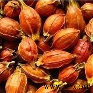 栀子   枝子 江西栀子统个 产地 江西省图2