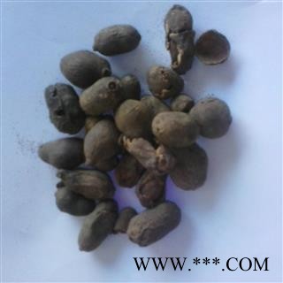 圣草康园 中药材 海南蒲桃种子 蒲桃 绿化种子 乌墨种子图2