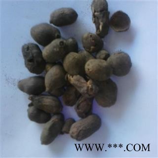 圣草康园 中药材 海南蒲桃种子 蒲桃 绿化种子 乌墨种子图3