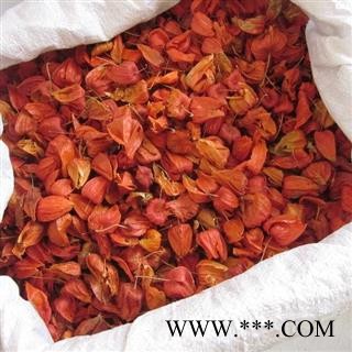 锦灯笼 红姑娘皮 山姑娘皮 灯笼草 挂金灯 无果 新货图2