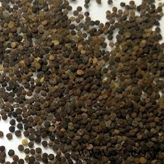 圣草康园白花菜籽 白花菜子羊角菜 屡析草 臭花菜 臭豆角 猪屎草 五梅草 白花仔草图2