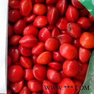 相思豆 孔雀豆 红豆 相思红豆 正品 大100小24 大红豆 大相思豆图3