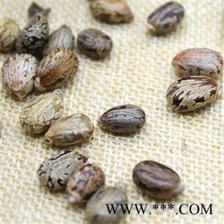 蓖麻子蓖麻籽元无杂质 大麻子仁蓖麻种子粒粒饱满图2