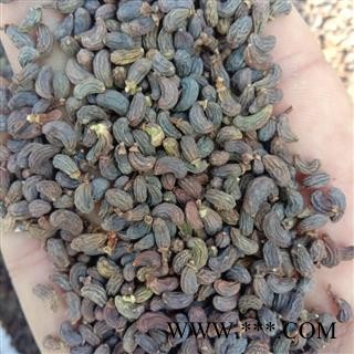 女贞子 统 产地 四川省宜宾市江安县图3