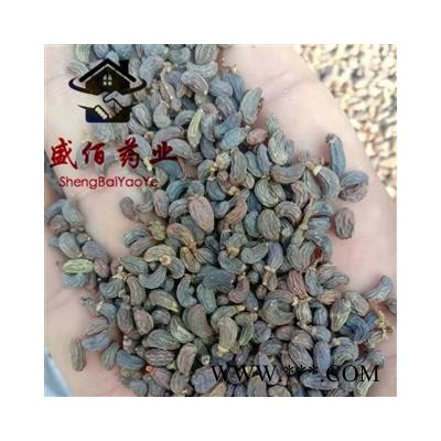 女贞子 统 产地 四川省宜宾市江安县