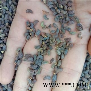 女贞子 统 产地 四川省宜宾市江安县图2