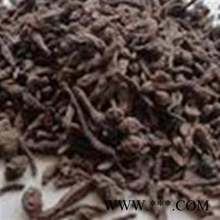 圣草康园人参果  蕨麻 凤果 长寿果 鹅绒委陵菜 莲花菜 蕨麻委陵菜 延寿草图2