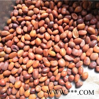 瑞森药材行 皂角子 皂角籽 皂角米图2