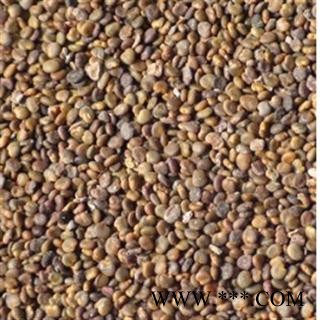 沙苑子新货水洗统货 产地 陕西省图3