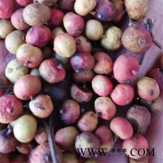 瑞森药材行南天竹子南天竺子天竺子 小粒 南天竹子 红杷子 天烛子 红枸子 天竹子 南竹子 白天竹图2