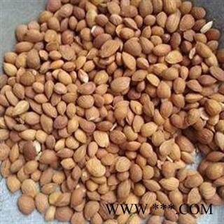 桃仁 过筛选货 2021新货 产地 内蒙古自治区通辽市开鲁县图3