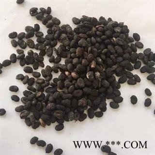 诺源药材补骨脂 黑故子 颗粒饱满图2