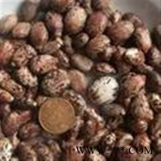 诺源药材行优质新货 蓖麻子 黑蓖麻子 红蓖麻子图3