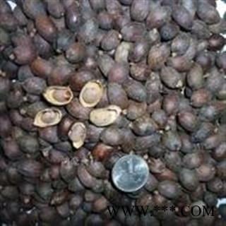 诺源药材行中药材葵树子 葵扇子葵 葵树籽 蒲葵籽图3