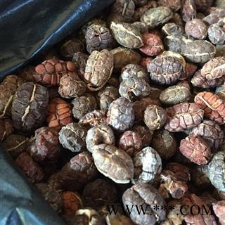 诺源药材行优质砂仁 阳春砂仁图3