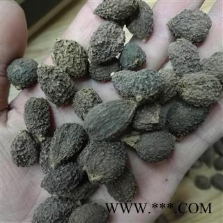 正品砂仁阳春砂精选高含量产地广东
