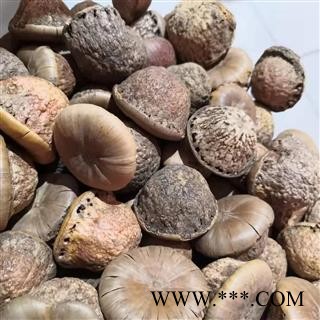 诺源药材行风流果 厚鳞柯 壮阳果图2