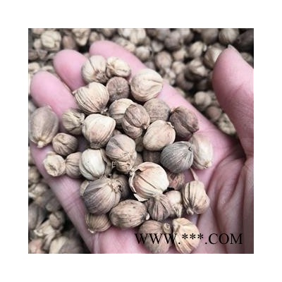 诺源药材行白寇  白豆蔻 豆蔻