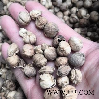 诺源药材行白寇  白豆蔻 豆蔻图2