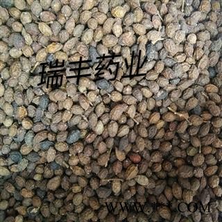 鸦胆子 鸦胆子选货 产地 广东省图3