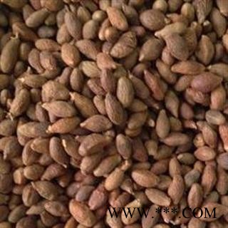 胖大海 长果 统货 产地 广西壮族自治区南宁市市辖区图3