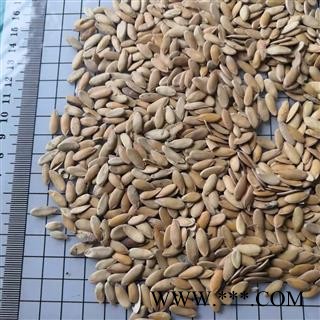 诺源药材行香瓜子   香瓜籽图2