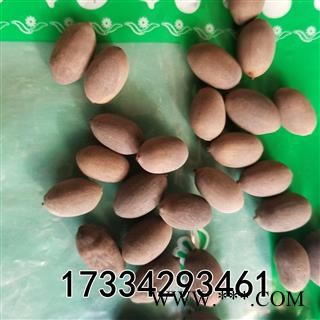 甜石莲子  别称-石莲肉 甜石莲 壳莲子 带皮莲子