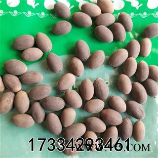 甜石莲子  别称-石莲肉 甜石莲 壳莲子 带皮莲子图3