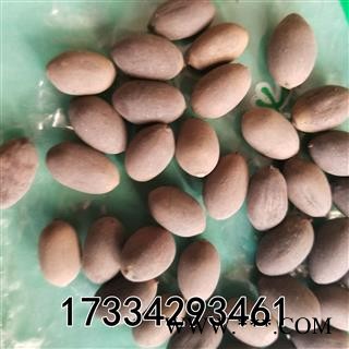 甜石莲子  别称-石莲肉 甜石莲 壳莲子 带皮莲子图2