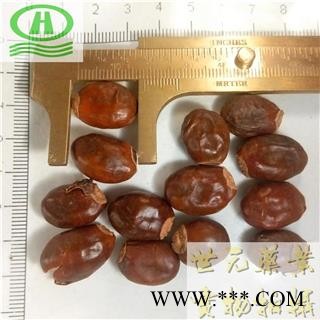 世元药业 荔枝核 新货 别称-荔仁 枝核 大荔核图2