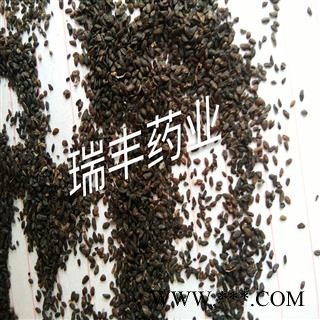 车前子 统货 产地 四川省 无杂质图2