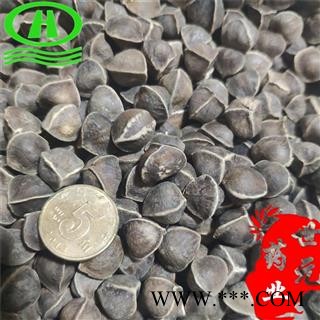 世元药业 辣木籽 饱满 大粒 辣木子 进口 实物拍照图2