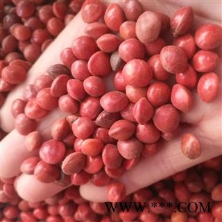 诺源药材行相思豆  孔雀豆 红豆 鸡母珠图2