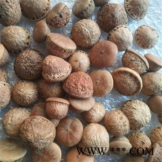 诺源药材行中药材优质风流果 壮阳果 天竺粒图4