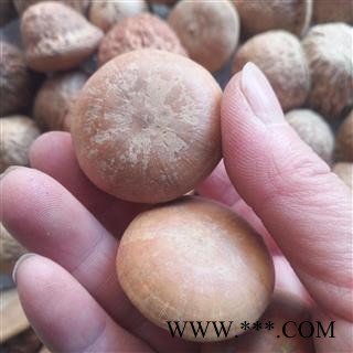 诺源药材行中药材优质风流果 壮阳果 天竺粒图2