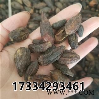 西青果  藏青果 使君子果 嫩诃子图3