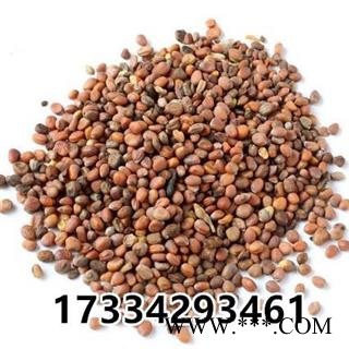 莱菔子 萝卜子 卜子 萝白子 菜头子 中药材图4