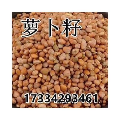 莱菔子 萝卜子 卜子 萝白子 菜头子 中药材