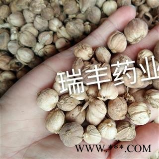 豆蔻 白豆蔻统货 产地 广西壮族自治区图2