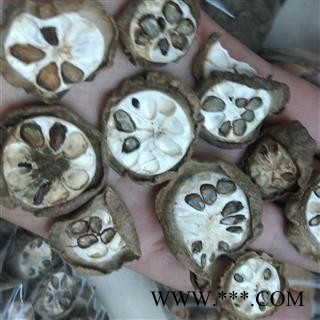 预知子 八月札 净统  产地 四川省南充市南部县图2